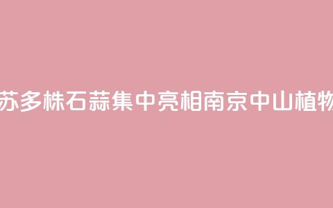 江苏：2000多株石蒜集中亮相南京中山植物园 第1张