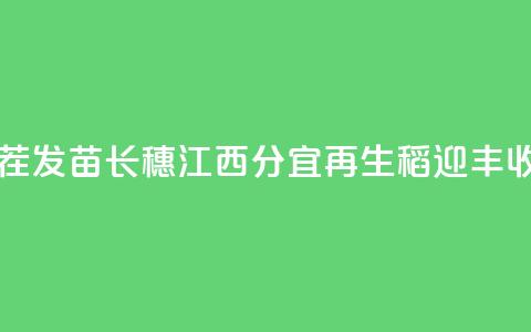 利用稻茬发苗长穗 江西分宜“再生稻”迎丰收 第1张