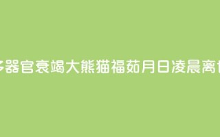 多器官衰竭 大熊猫“福茹”8月16日凌晨离世