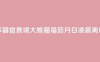 多器官衰竭 大熊猫“福茹”8月16日凌晨离世